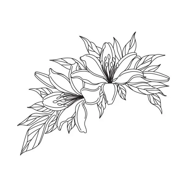 Vector illustration of Lily Flowers Bunch Linear Drawing