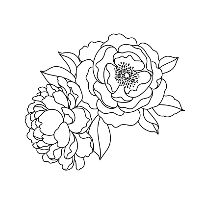 Linear drawing Peony flowers bunch isolated on white. Black outline of peonies and leaves. Vector monochrome elegant floral composition in vintage style, tattoo design, coloring page.