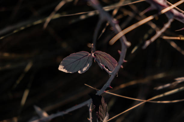 Leaves under the rays of sun