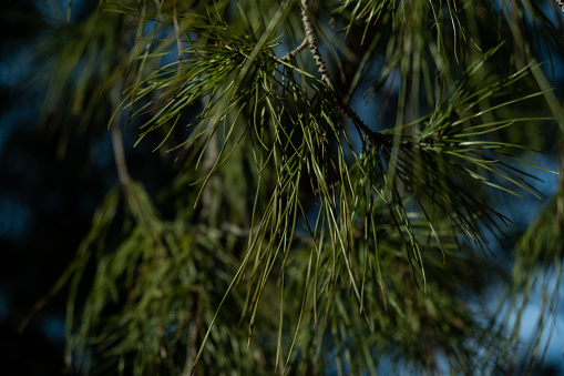 Pine tree up close