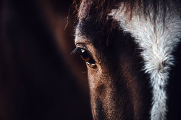 istock Horse eye close up 2070929358