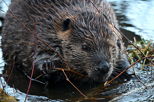 Front view of North American beaver (Castor canadensis) having breakfast. It was getting dark in the swamp. I heard quick chewing. The beaver was only a few yards away. It swam off but came back because I kept still. I feel honored when a wild animal lets me share its space.