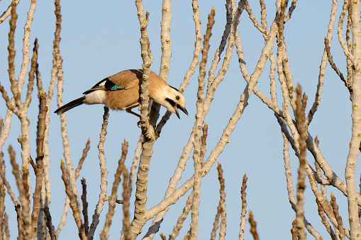 A Eurasian jay chattering on a tree branch on a clear, sunny day.