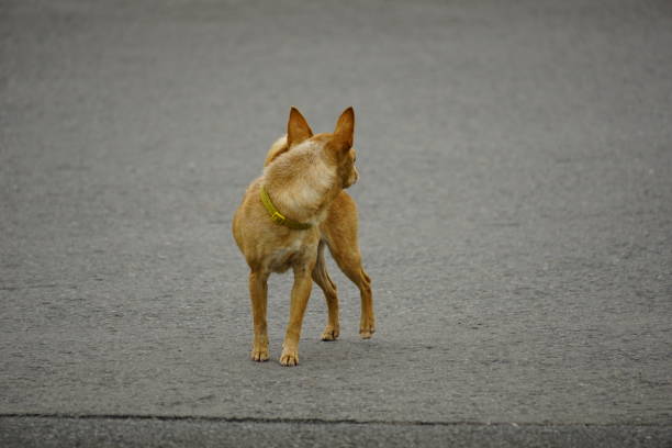 Close-up of Miniature Pinscher dog