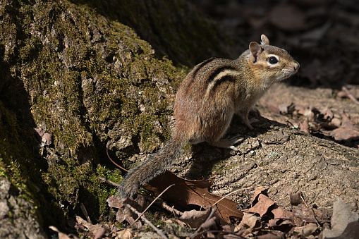 Eastern chipmunk on tree trunk in bright sunlight, looking at camera -- soon after emerging from hibernation. The eastern chipmunk is the largest of the world's 25 chipmunk species, thriving in brushy, rocky woods. The first of its two annual breeding seasons occurs from late winter through early spring. Twenty-three other chipmunk species live in western or central North America. Only the Siberian chipmunk occurs in the Eastern Hemisphere.