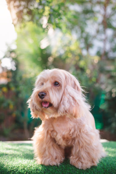 istock Happy Cockapoo dog sit on green grass. Puppy Cockapoo or adorable cocker is mixed breeding animal (brown fur Cocker Spaniel, Poodle) Funny hairy canine. Cute Cocker dog in garden blurry background 2070933741
