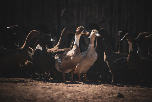A group of ducks in a farm