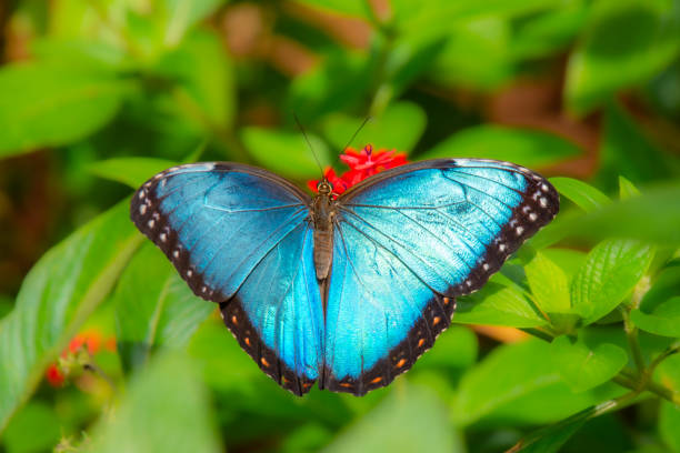 istock Pretty butterfly basking in the sun on a leaf 2070936072