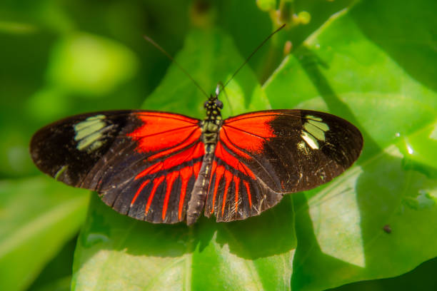 in an aviary