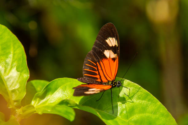 istock Pretty butterfly basking in the sun on a leaf 2070936098