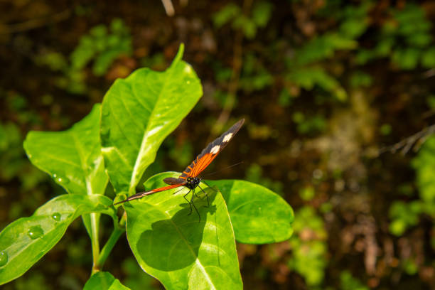 Focus on butterfly on flower nectar
