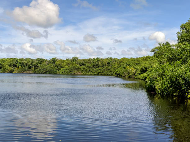 istock Swamp/lake in Bridgetown, Barbados 2070943929