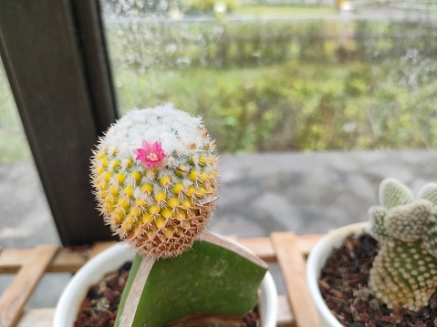 The Mammillaria bocasana cactus is a species of cactus in the subfamily Cactoideae. This plant is protected from collection in the wild in Mexico. This flower will produce beautiful and impressive flowers. Cactus spines are soft and have a white membrane-like color.