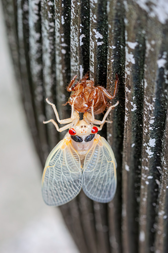 An albino  cicada slowing emerges from its shell while hanging on a vase.