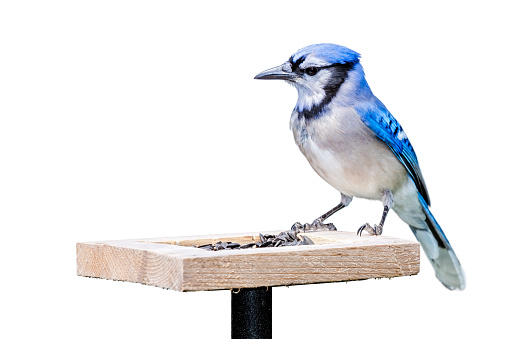 A bluejay sits on top of a sunflower seed feeder. White background.