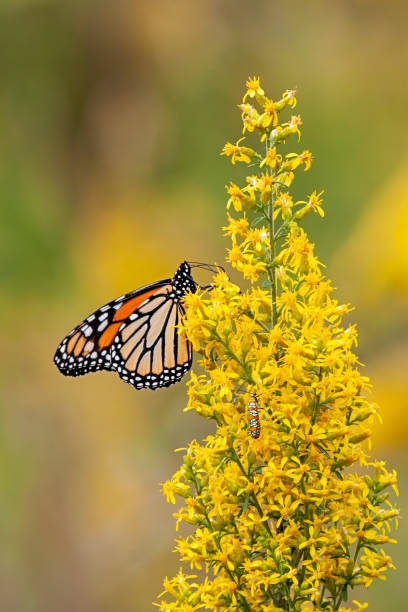 istock Monarch Butterfly and Ailanthus Webworm Moth on a Goldenrod Flower 2070954577