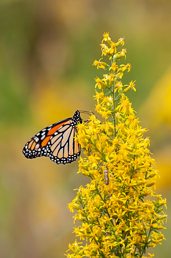A Monarch Butterfly and Ailanthus Webworm Moth both feed on a Goldenrod Flower