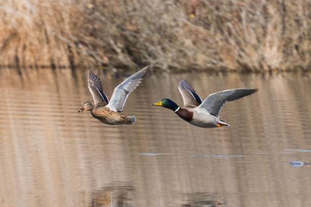 Male and female Mallards in flight in a marsh.