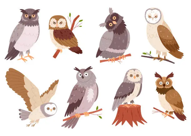 Vector illustration of Set of hand drawn owls.Wild forest birds. Flying creatures. Elements for ornithology book. Flat design.