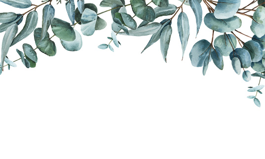 Horizontal vector greenery border made of eucalyptus branches and leaves. Hand-drawn watercolor frame of green foliage.