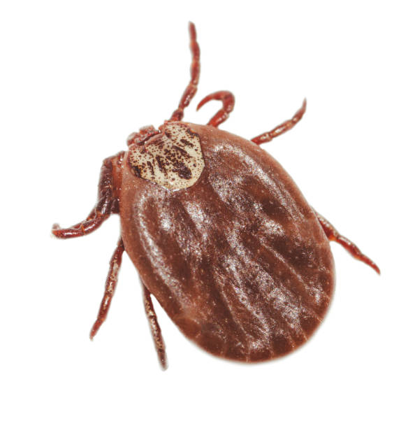 istock The tick is isolated on a white background. 2070976414