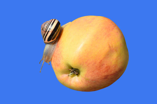 A paradise apple in natural settings hanging on a branch on a sunny day, Healthy to eat. An apple a day keeps the doctor away.