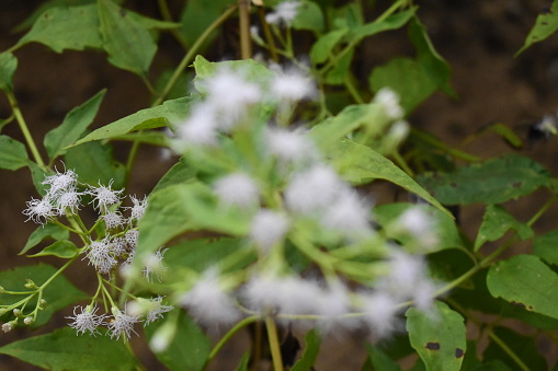 Beautiful white flowers vonoclinium betonicifolium in focus