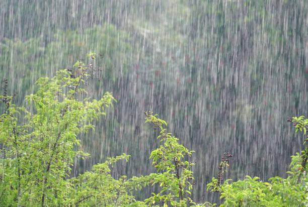 istock trees and woods in heavy rain in summer thunderstorm 2071029403