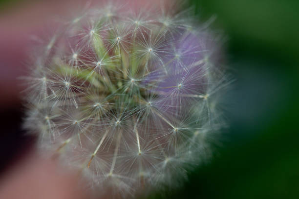 Dandelion on isolated green background in the park