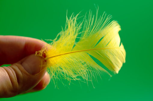 Yellow feather in hand isolated on green background. Close-up