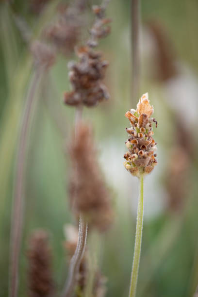 Close-up  dry lavender with bokeh background