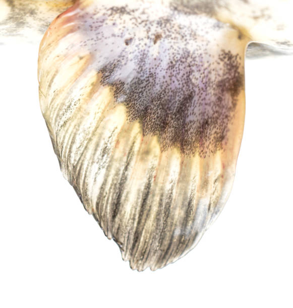 The fin of a fish is isolated on a white background.