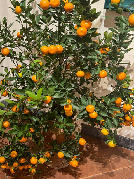 istock Indoors small clementine tree with orange fruits 2071041344