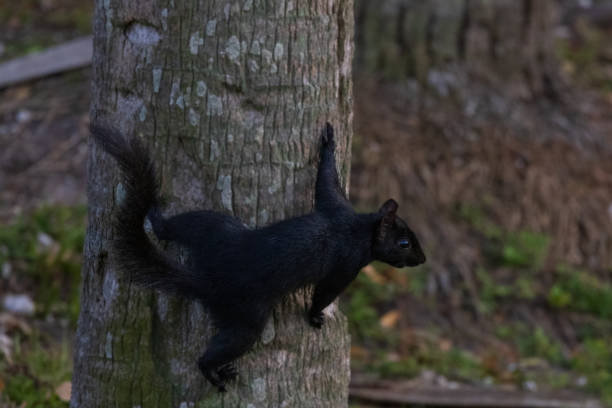 istock Rare Black Squirrel Climbing Palm Tree in Florida 2071043395
