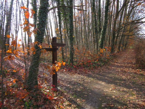 istock Crossroad sign in an autumn forest 2071043902