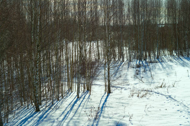 winter landscape of young birch trees forestry