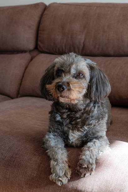 istock Small woolly dog looking at the camera sitting placidly on a brown sofa. 2071056592
