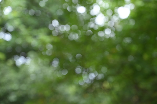 Abstract background of defocused of green trees