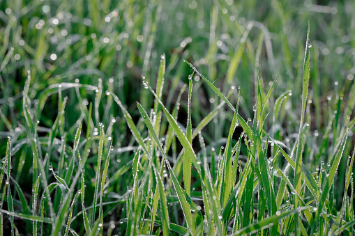 Closeup or macro of dew or water drops in grass in the morning