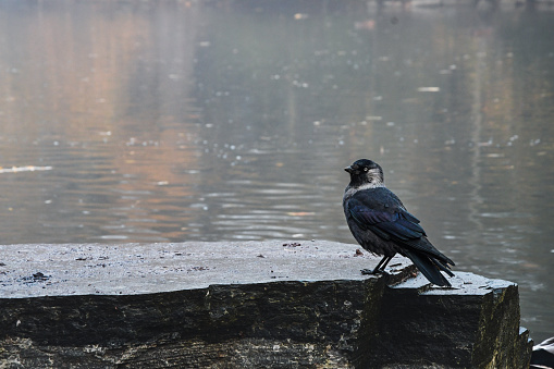 Photo of a black crow bird near a lake during autumn