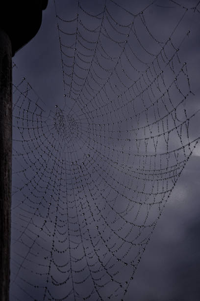 Closeup or macro of a spiderweb, dramatic photo