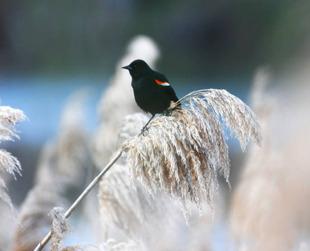 istock red wing blackbird on the reed 2071084283