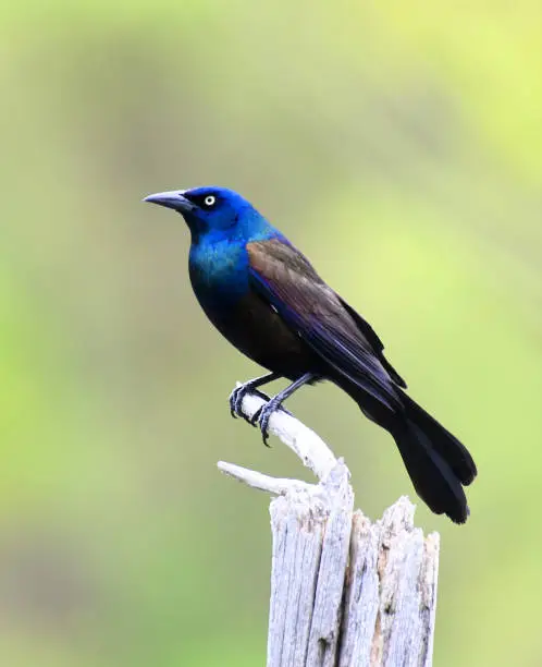 Photo of common grackle standing on the dried tree branch