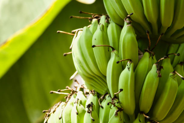 istock Banana tree standing with banana 2071086379