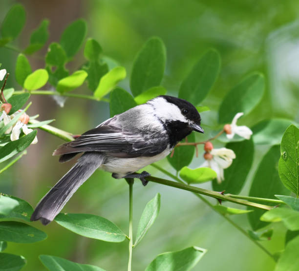 istock black capped chickadee bird on the tree branch 2071086389