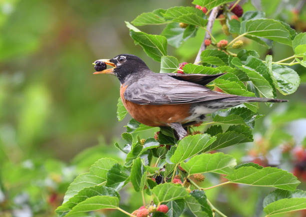 istock robin bird eating mulberry fruit on the tree 2071089015