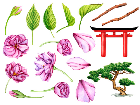 Pink Japanese Sakura Flowers. Watercolor illustration set of Japanese traditional Torii Gate red color, Pink Flower and Bonsai tree of Pine. Flower buds, petals and leaves of Cherry Blossoms.
