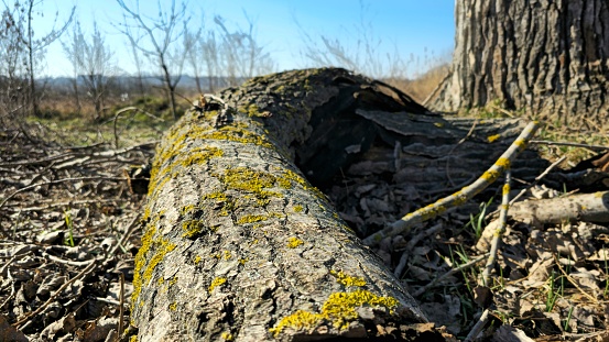 Traces of a beaver on a tree on the bank of the Danube river.