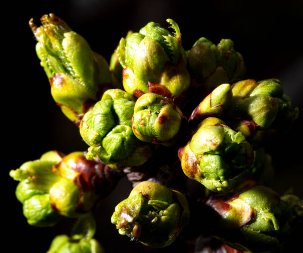 istock Flowers in buds on a cherry tree isolated on a black background. 2071114733