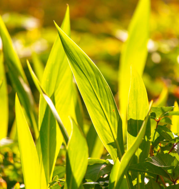 Large green grass leaves in the park. Nature